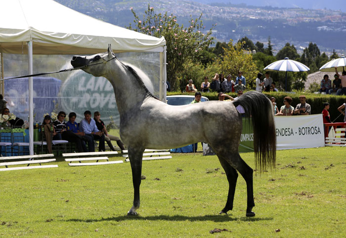 GH Legendario (Legacy of Fame x Calliope D)